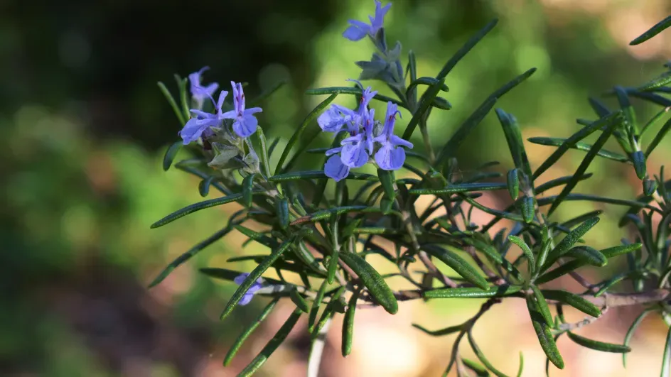 Rosemary in the Mediterranean Garden, Kew, Ellen McHale/RBG Kew