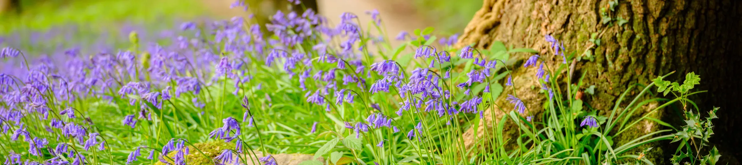 Bluebells, Bethlehem Wood, Wakehurst, Jim Holden Bluebells, Bethlehem Wood, Wakehurst