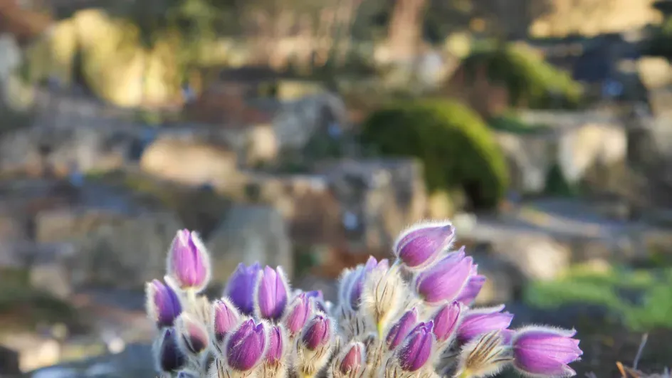 Pasqueflower (Pulsatilla) ©RBG Kew