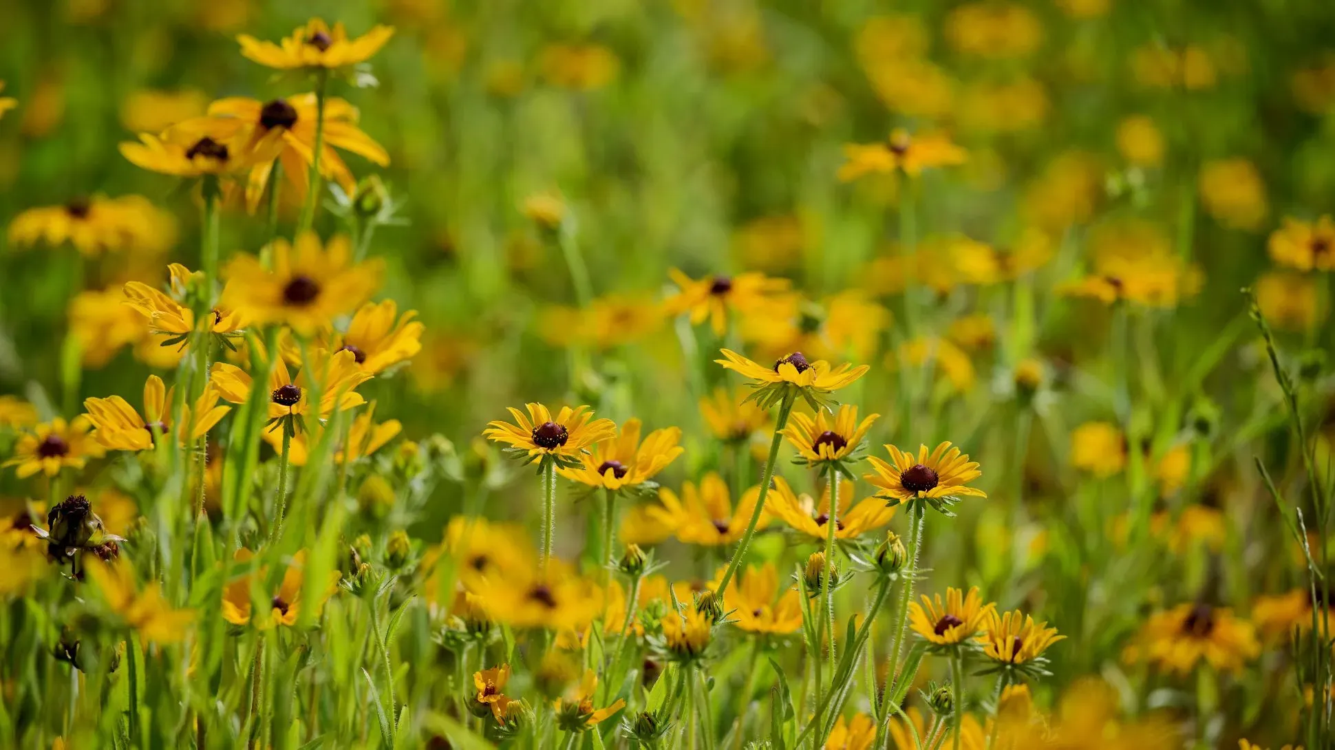 Wakehurst's American Prairie, Jim Holden © RBG Kew A collection of yellow black-eyed Susan flowers