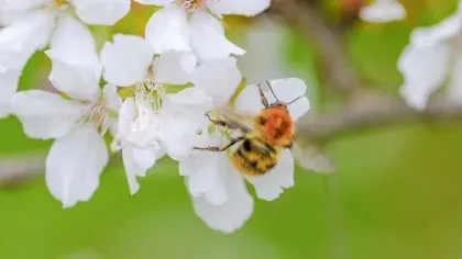Bee on flower by Sebastian Kettley © RBG Kew Bumblebee on white blossoms