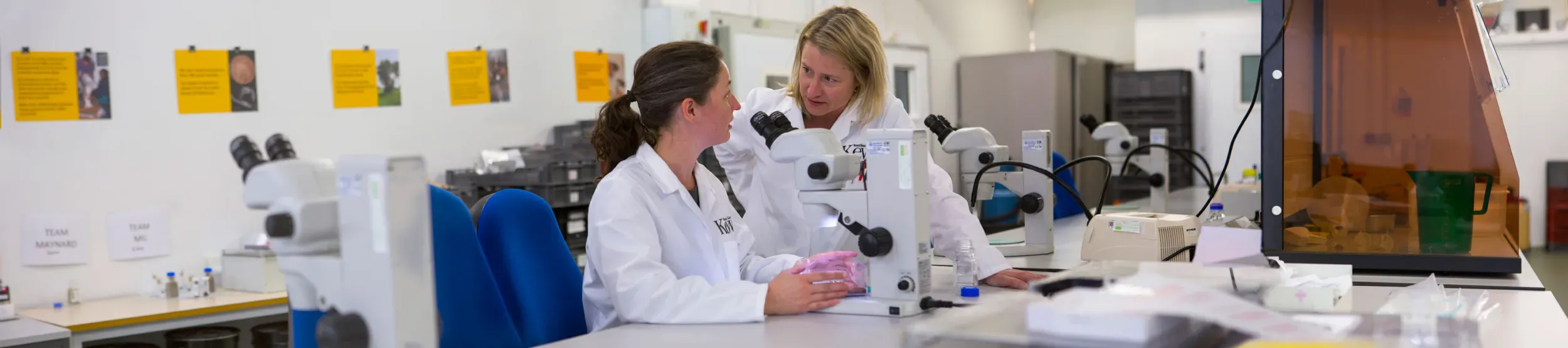 Researchers in the MSB © RBG Kew. Two researchers discussing around a microscope.