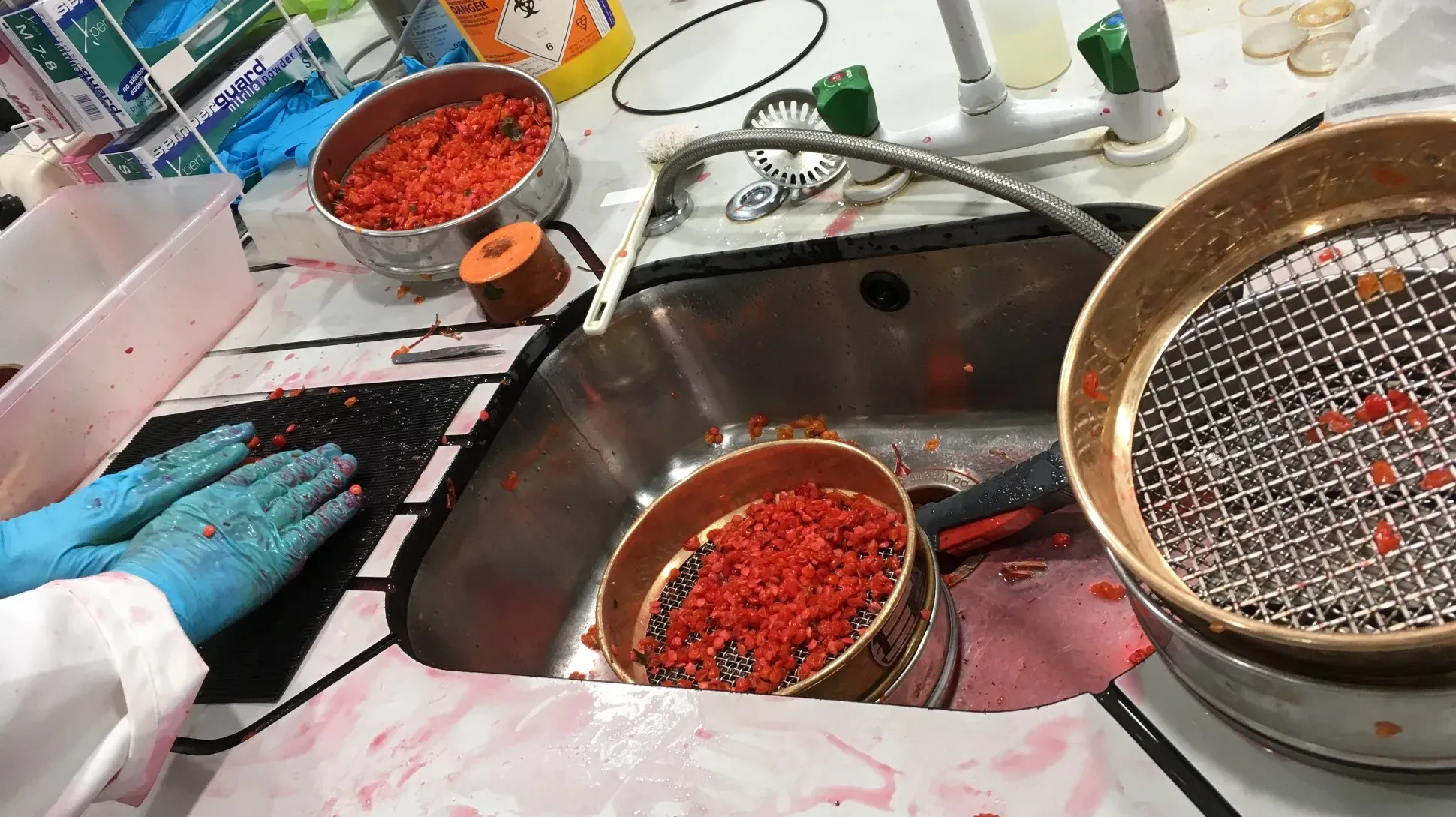 Guelder-rose (Viburnum opulus) seeds being removed from fruit prior to drying and banking © RBG Kew / Alice Hudson Guelder-rose seeds being removed from fruit in a sink prior to drying and banking at the Millennium seed bank
