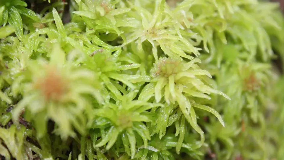 Sphagnum moss. © Lova Marline