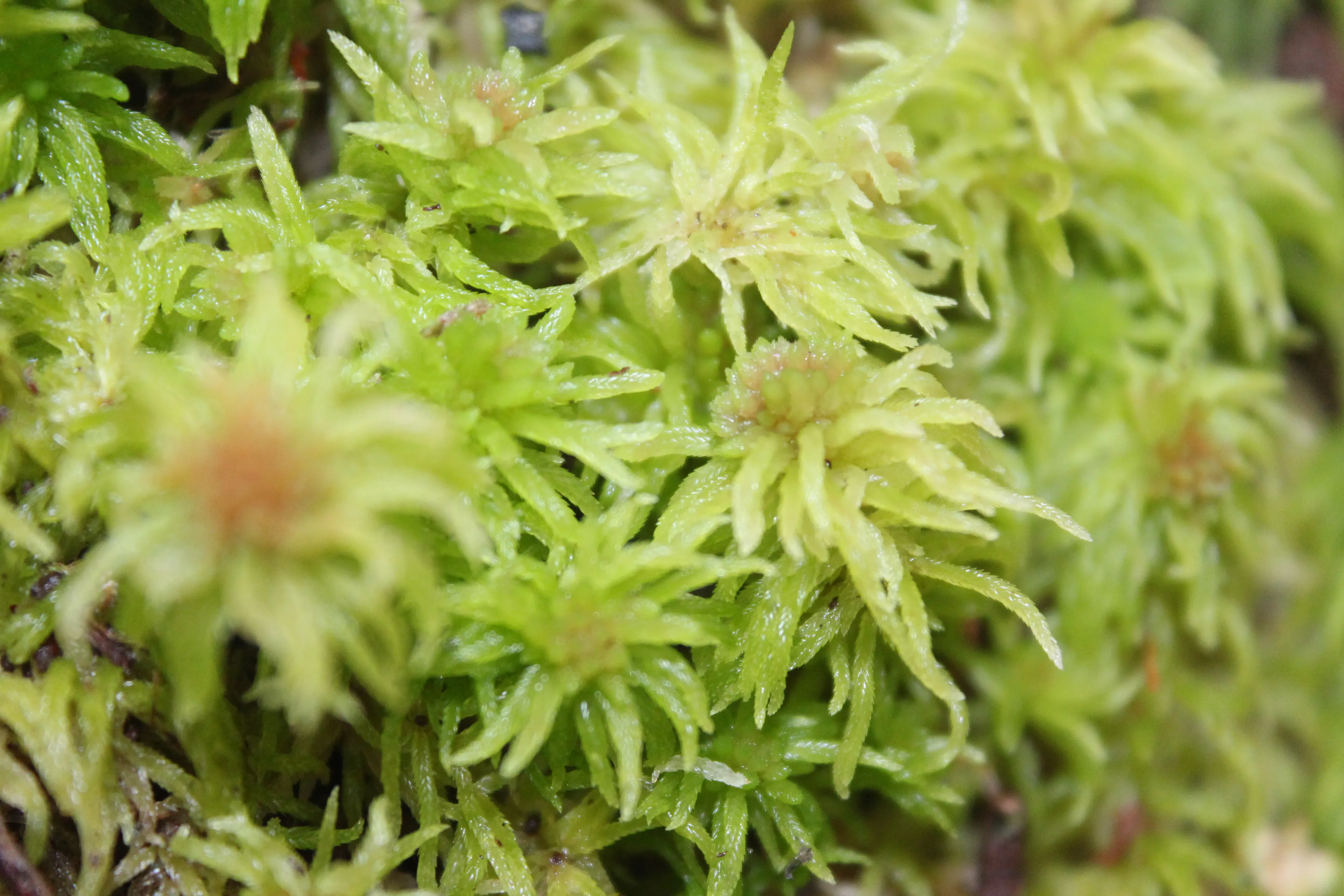 Sphagnum moss. © Lova Marline Pale green sphagnum moss