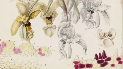 Botanical illustration of an orchid by Sarah Ann Drake © RBG Kew