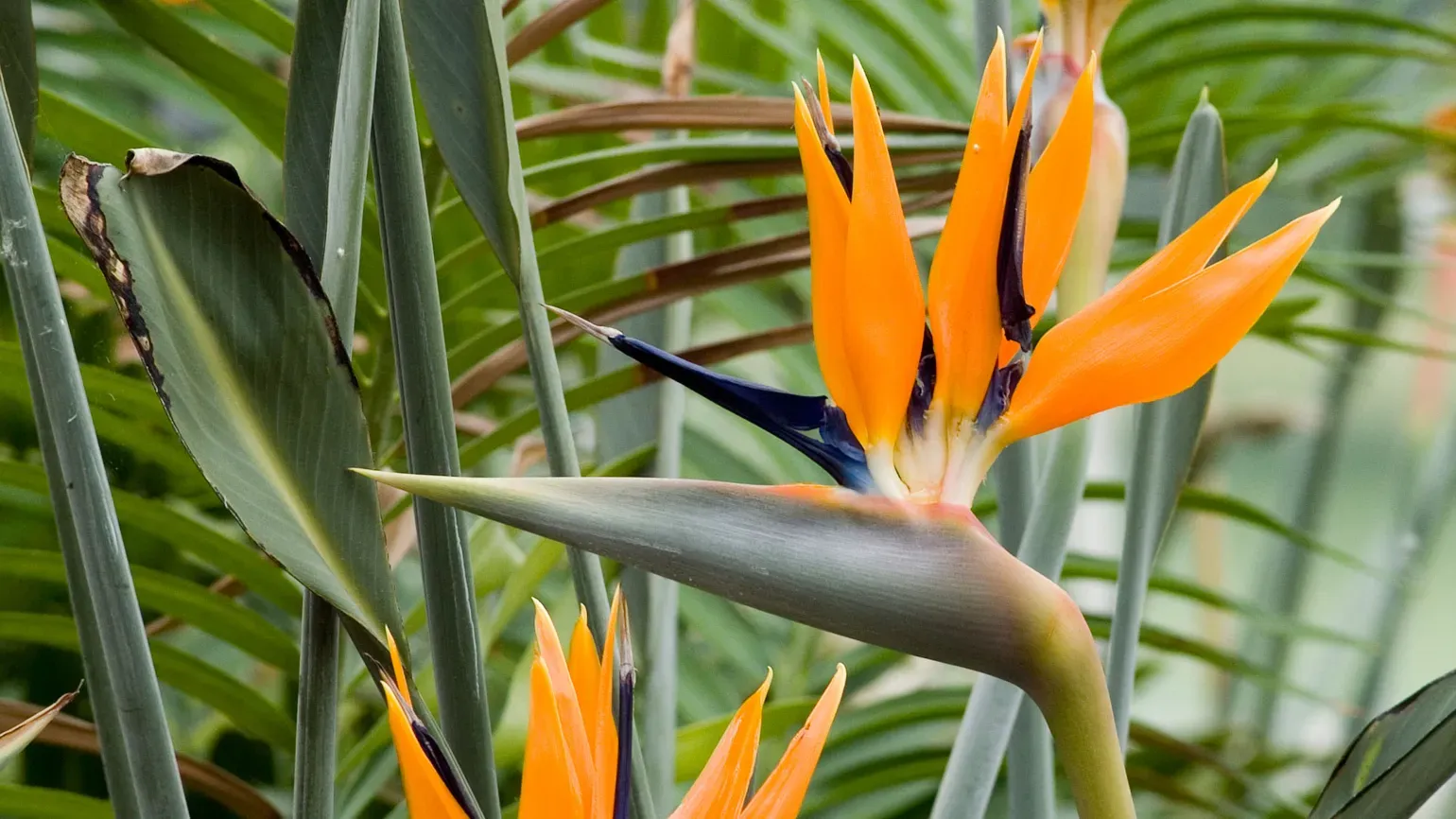 Bird of paradise (Strelitzia reginae), Andrew McRobb © RBG Kew Close up of colourful bird of paradise (Strelitzia reginae) flower