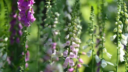 © Jeff Eden / RBG Kew