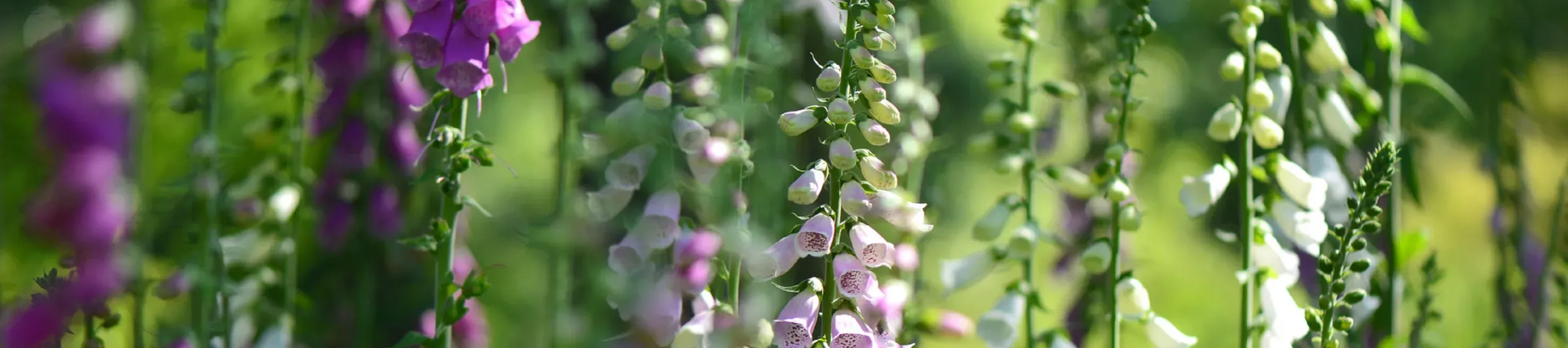 © Jeff Eden / RBG Kew Summer flowers outside the Temperate House