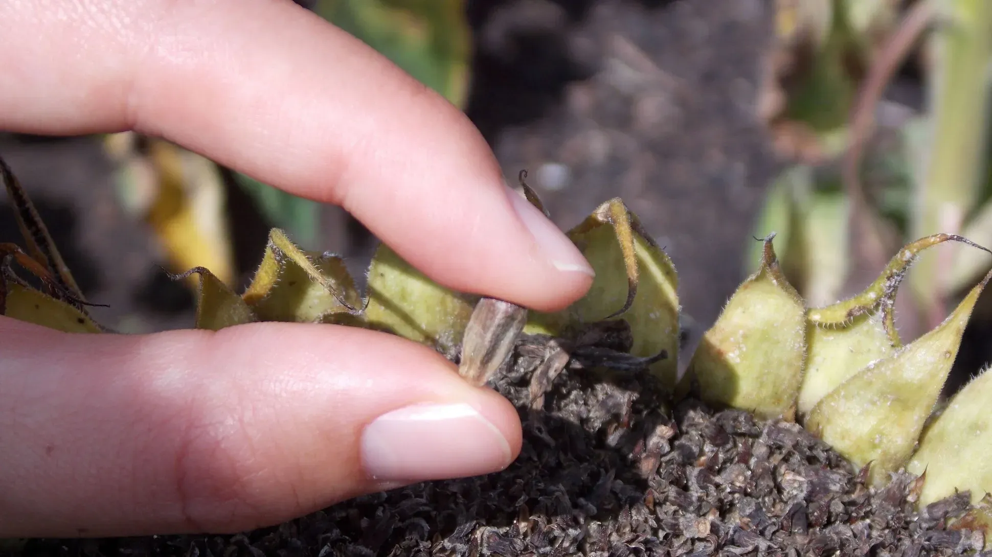 Sunflower (Helianthus) seed, Ruth Harker © RBG Kew A white hand holding a sunflower seed removed from a sunflower head