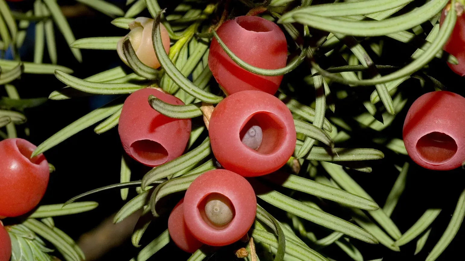 Yew berries, Wolfgang Stuppy © RBG Kew Red, fleshy berries