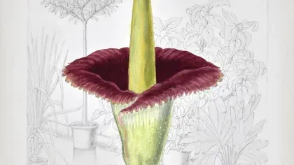An illustration of a titan arum in full bloom