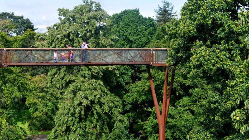Treetop walkway © RBG Kew