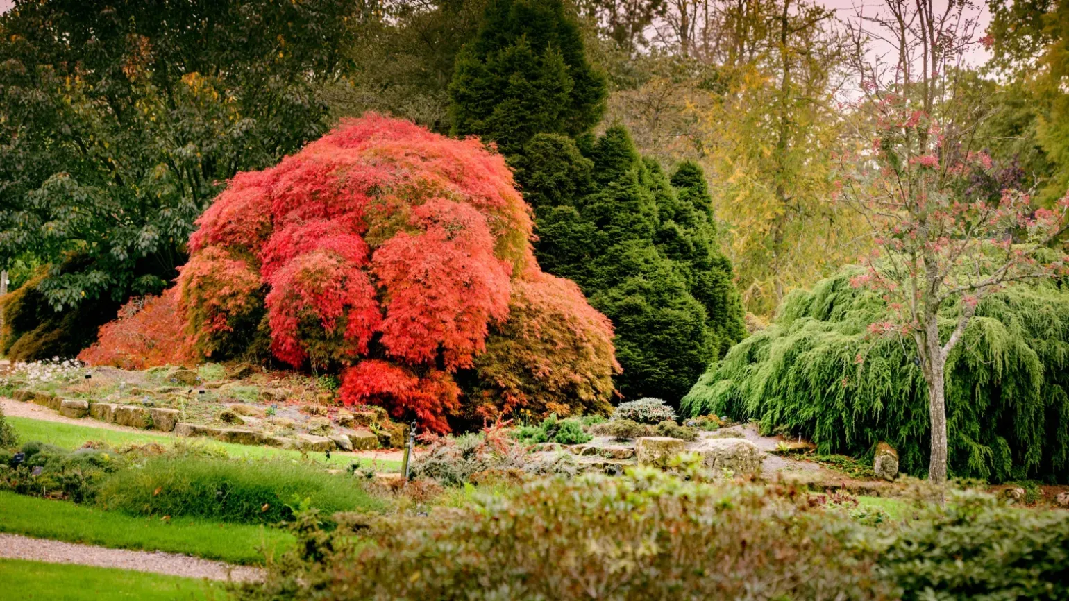 Tony Schilling Asian Heath Garden at Wakehurst © RBG Kew Bright red leaves in the Tony Schilling Asian Heath Garden