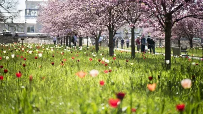 Cherry tree walk in bloom
