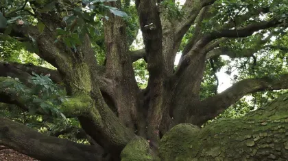 Turners-Oak-Quercus