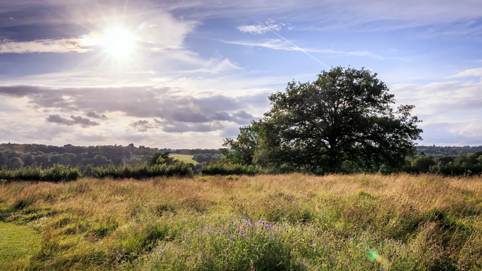 Coronation Meadow Gallery image 3