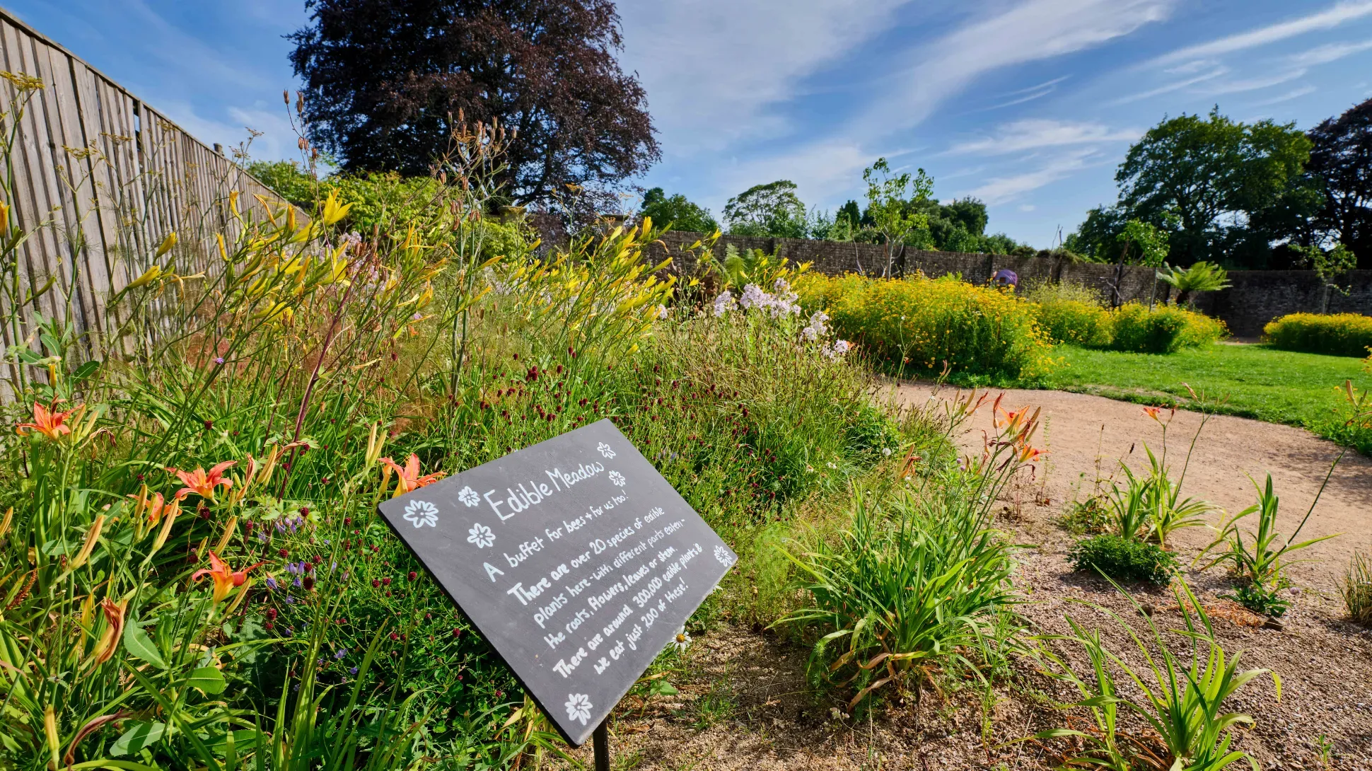 Edible Meadow