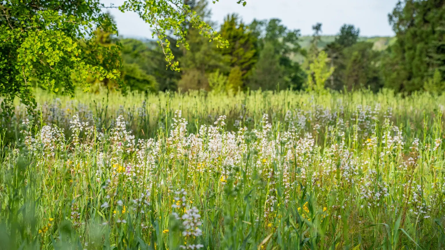 American Prairie Gallery image 2