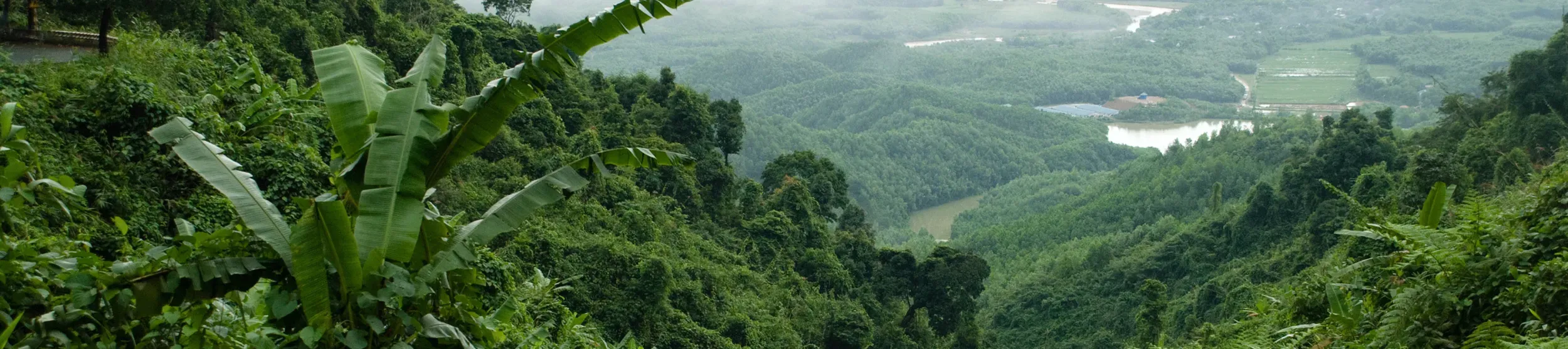 Vietnam forest A green forest in Vietnam