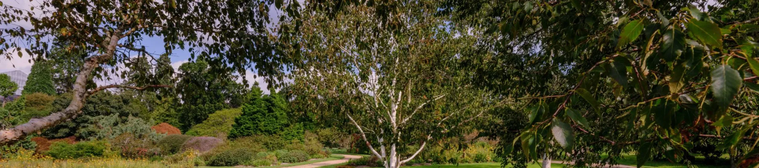 Wakehurst's Asian Heath Garden, Jim Holden © RBG Kew A birch tree growing in grass next to a path flanked by larger trees