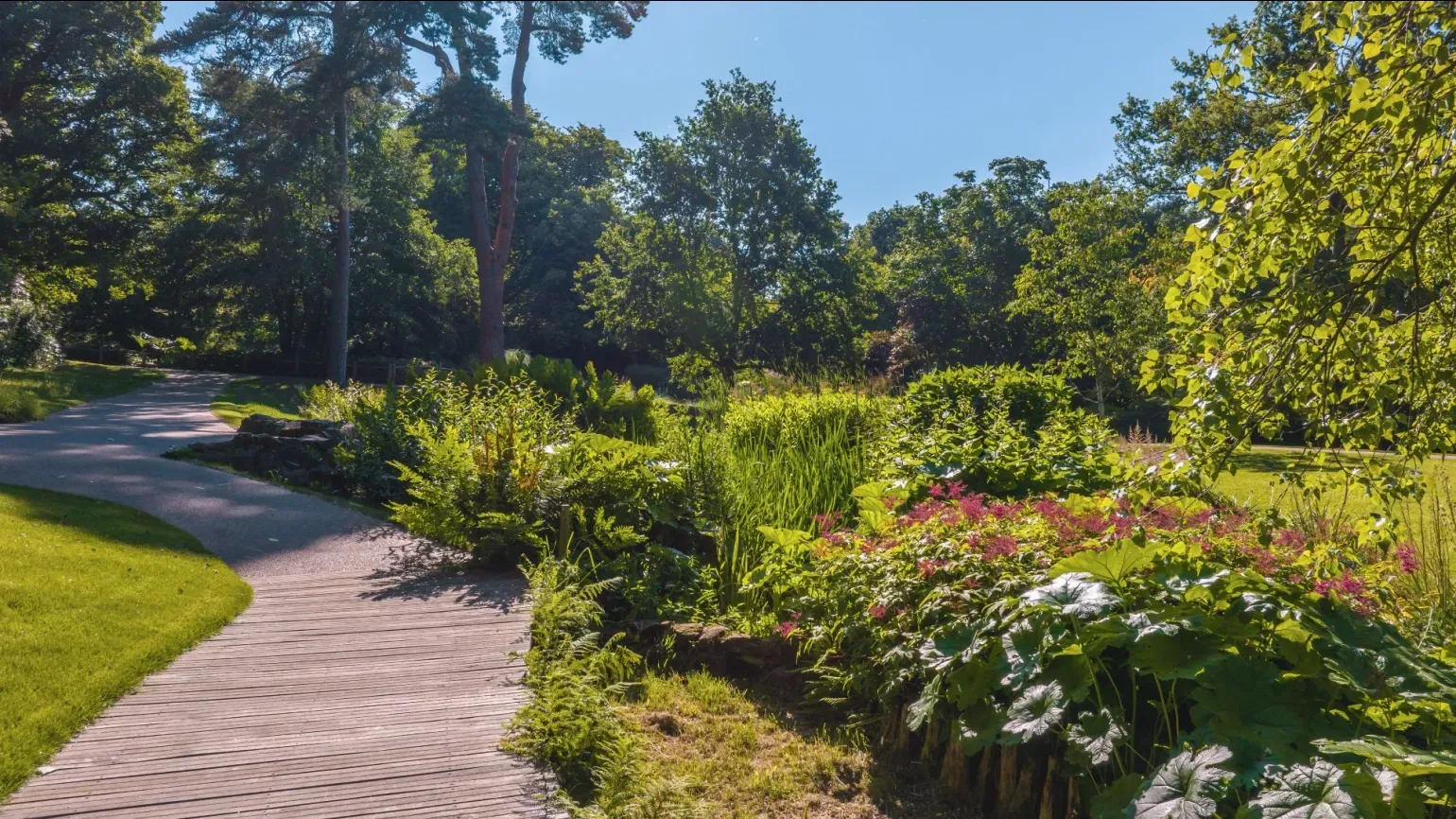 Wakehurst's Bog Garden, Visual Air © RBG Kew A wooden pathway next to a colourful bog garden