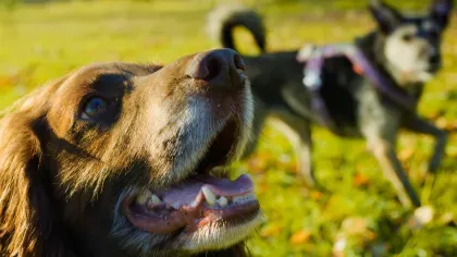 Dog walking at Wakehurst, Visual Air © RBG Kew A dog in front of another dog