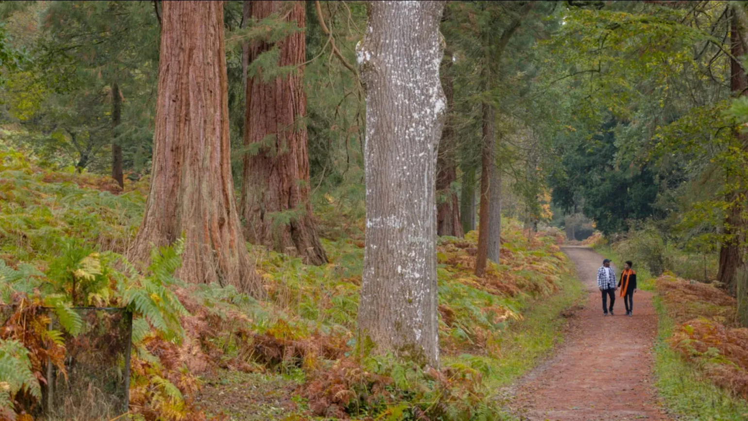 Wakehurst's Horsebridge Woods, James Ratchford © RBG Kew A pair of people walk through a brown and green forest