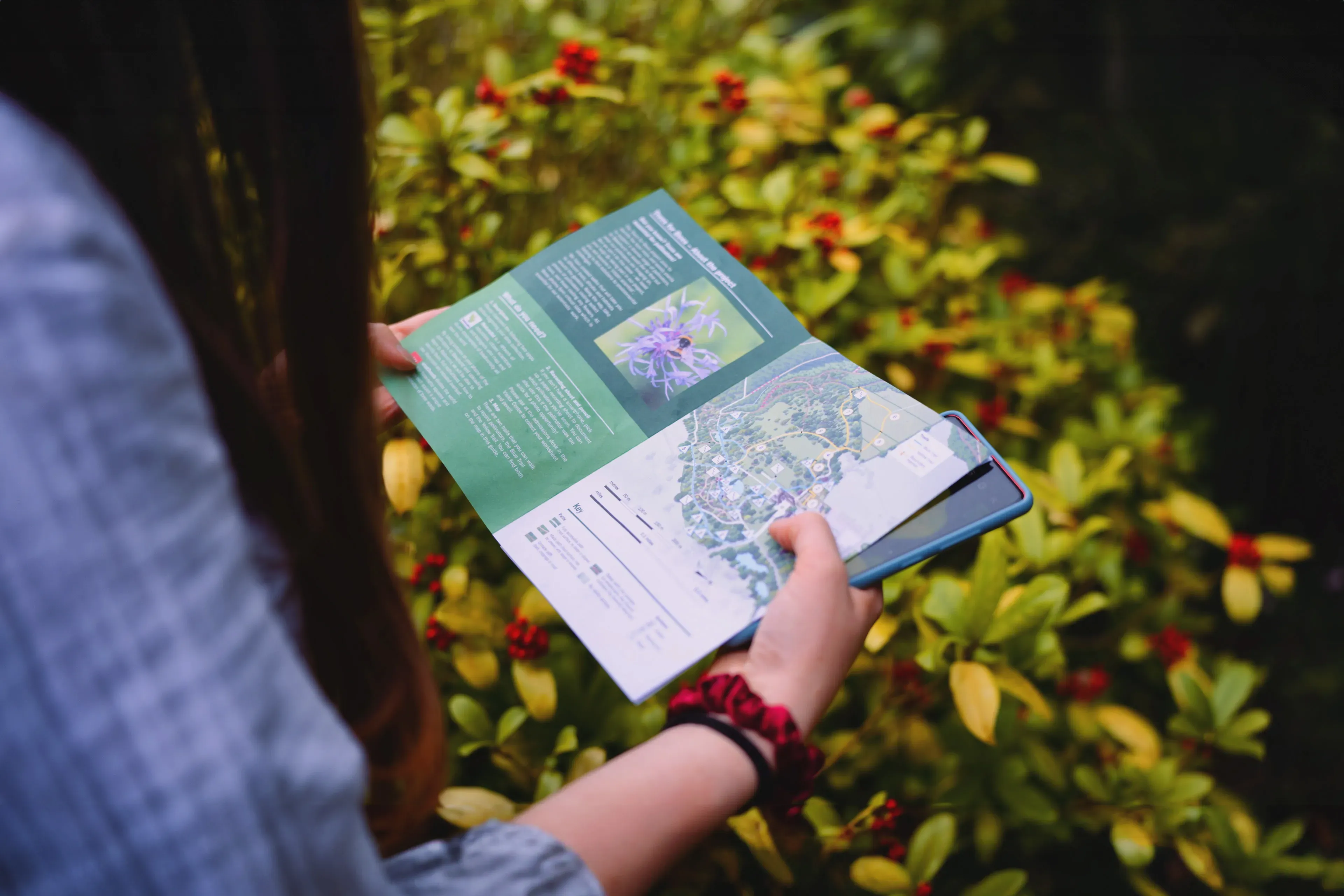 Wakehurst, Bee Polination Trail A person read a map next to a bush