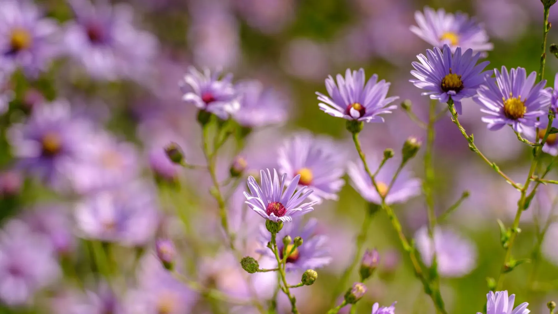 Aster, Jim Holden © RBG Kew A close up of small purple aster flowers