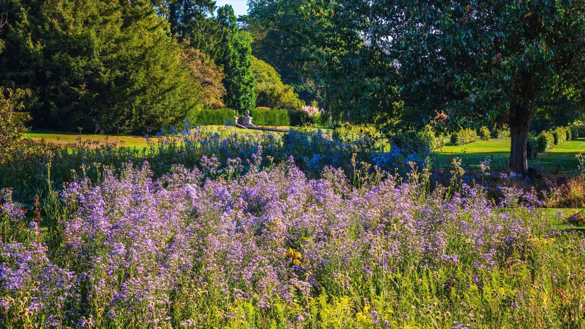 Aster, Visual Air © RBG Kew A wide shot of Wakehurst's American Prairie, with a burst of purple from aster flowers, surrounded by grasses and trees,