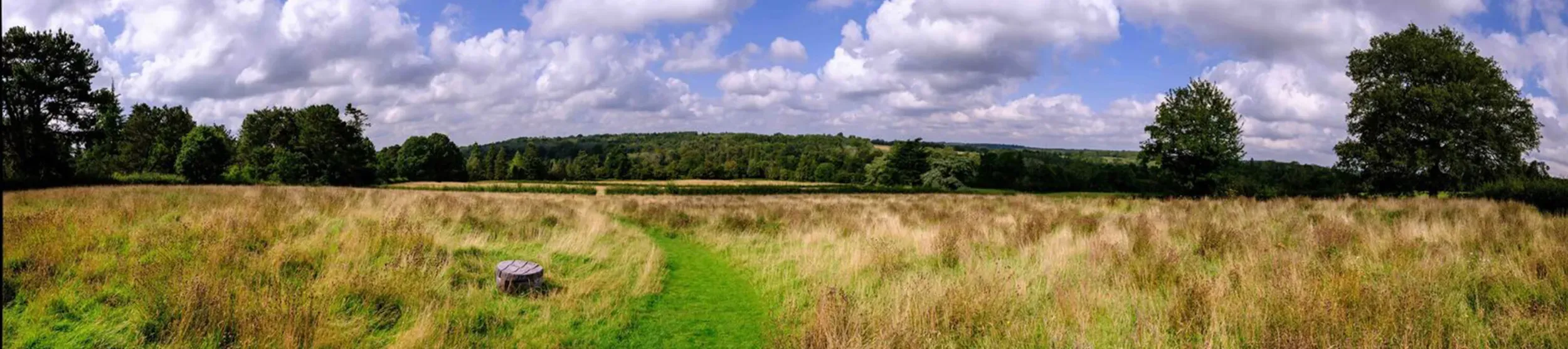 Wakehurst Coronation Meadow, Jim Holden © RBG Kew A grassy pathway through an unmown meadow.