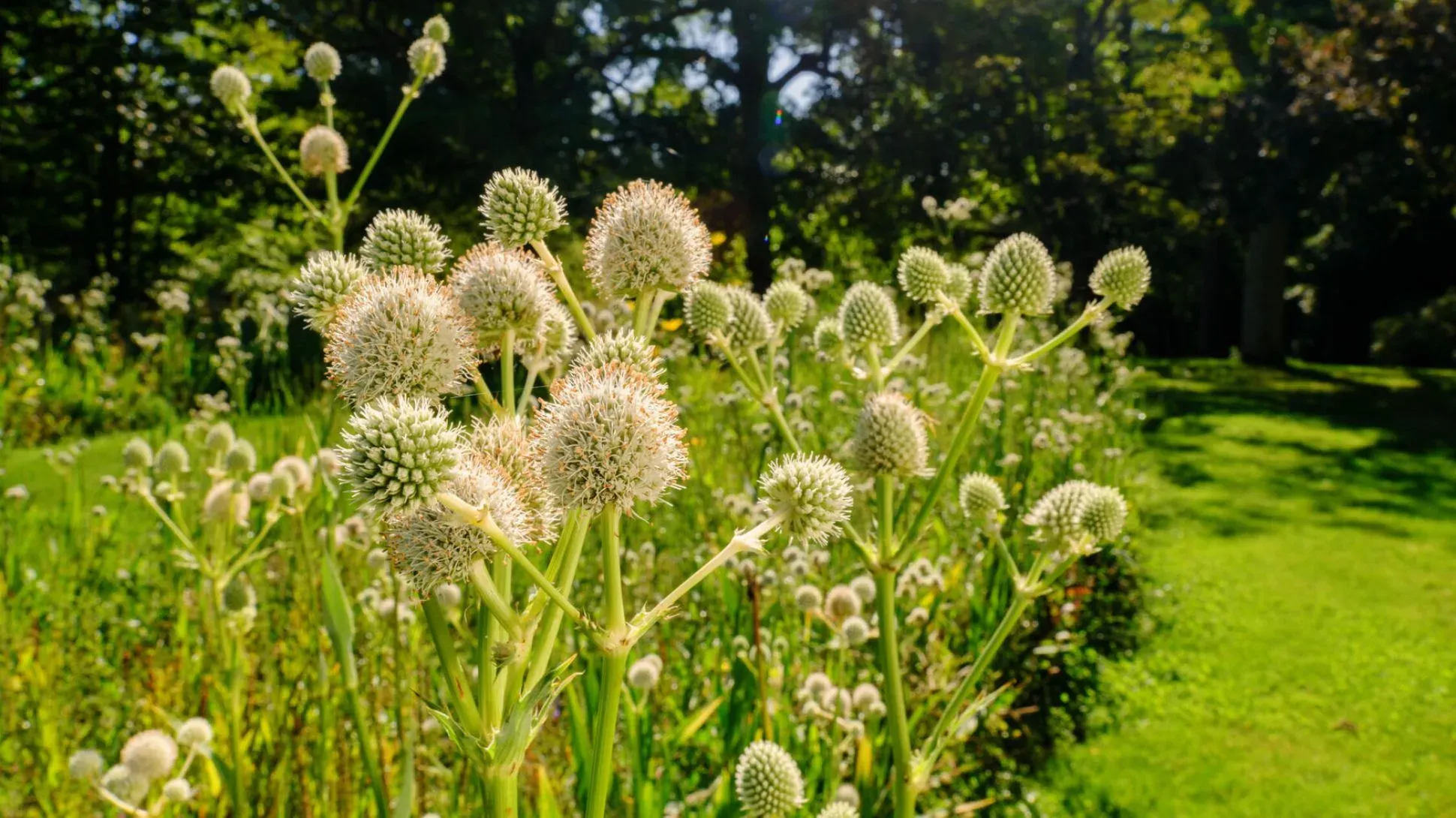 Rattlesnake master, Jim Holden © RBG Kew Spiky heads of rattlesnake master plant, on the American Prairie at Wakehurst