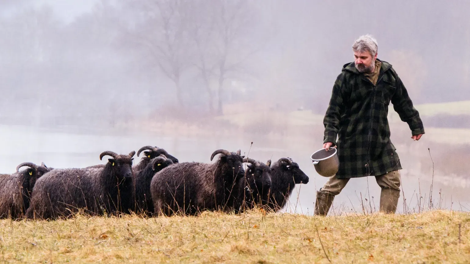 Wakehurst's Conservation Manager caring for livestock in the Hanging Meadow, Jim Holden © RBG Kew Black sheep in a field being led by a man