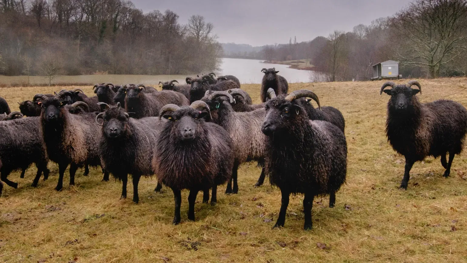 Livestock in the Hanging Meadow at Wakehurst, Jim Holden © RBG Kew Black sheep in a grass field with a lake in the background