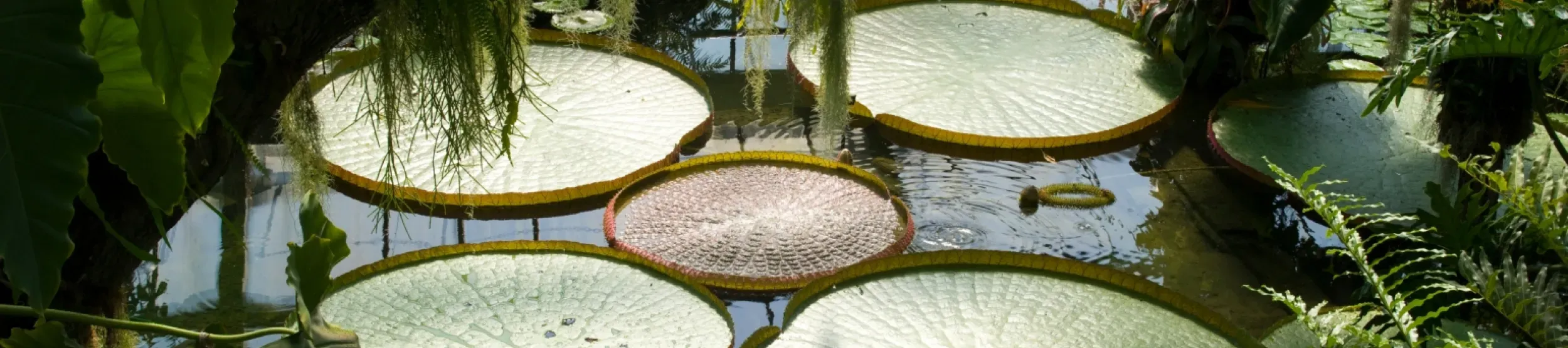 Waterlily House, ©RBG Kew Santa cruz waterlilies in the Waterlily House