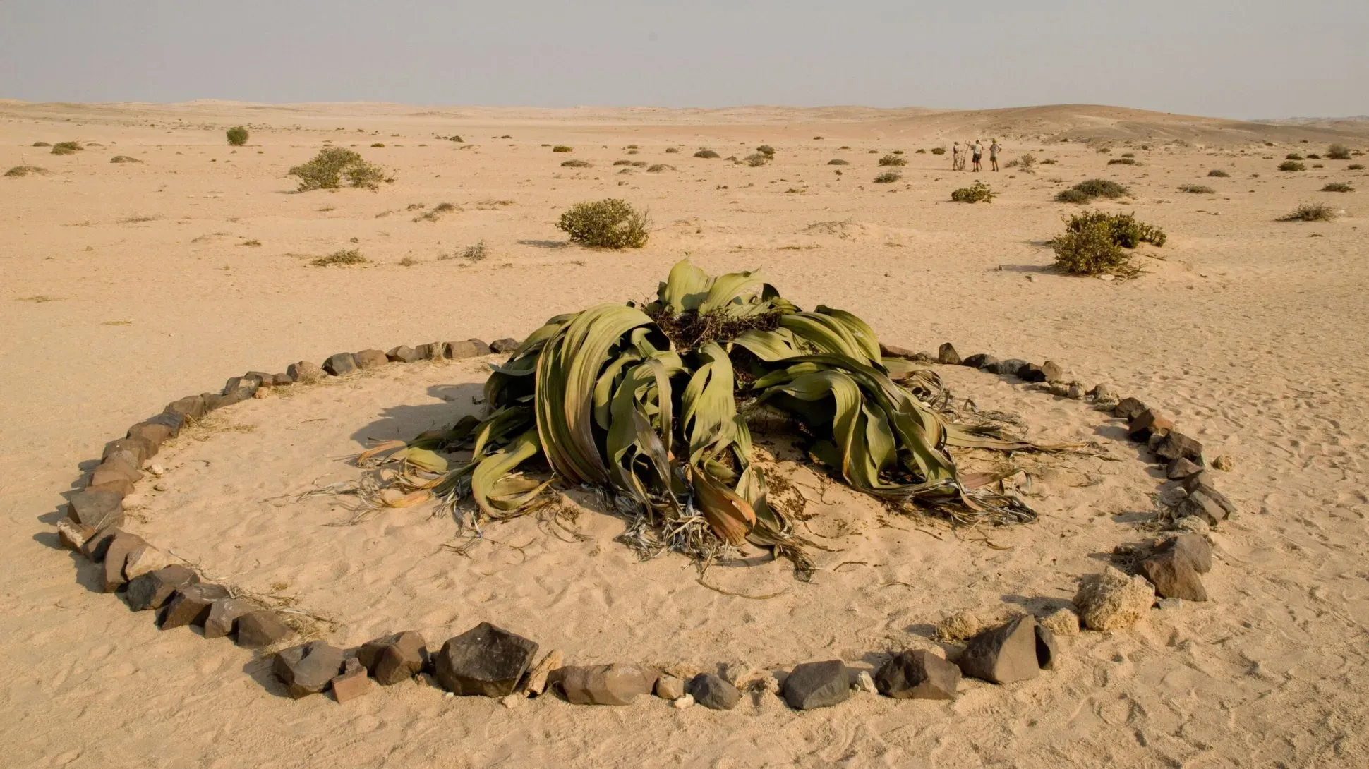 Welwitschia mirabilis, Andrew McRobb © RBG Kew A welwitschia mirabilis with large green strap like leaves in a desert environment surrounded by a circle of rocks