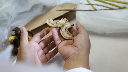 Wild Musa with Seed