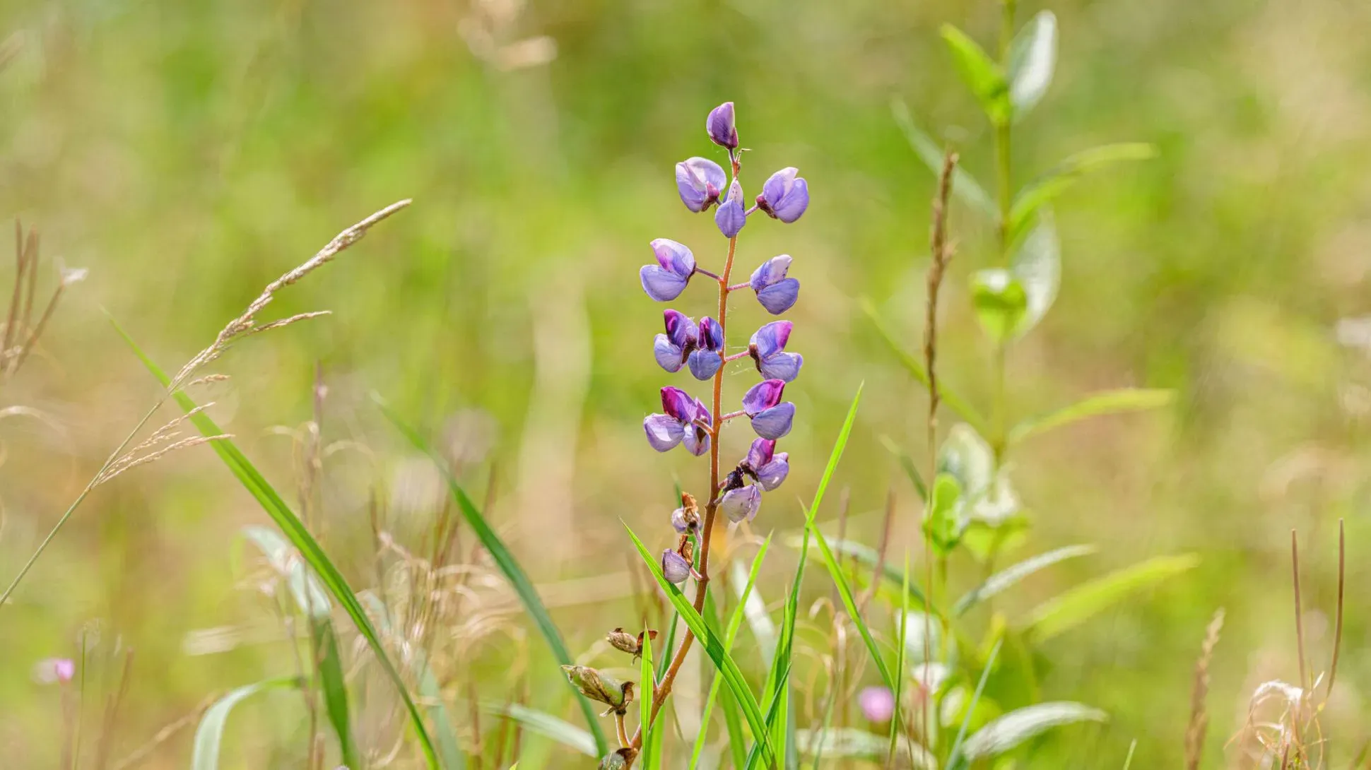 Wild lupine, Jim Holden © RBG Kew A singular purple wild lupine flower, surrounded by grasses